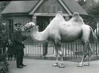 El guardián W. Styles, con un camello bactriano, fuera de la Casa de las Llamas en el Zoológico de Londres, julio de 1914