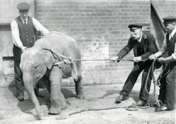 Los Guardianes A. Church, Charles Eyles y H. Robertson Intentando Guiar a un Elefante Asiático Bebé con una Cuerda, Zoológico de Londres, Septiembre de 1919