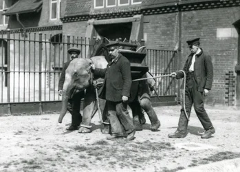 Los cuidadores Jack Milbourne, H Robertson y Thomas entrenan a un joven elefante asiático, zoológico de Londres, mayo de 1922