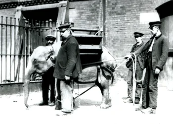 Los cuidadores Jack Milbourne, H Robertson y Thomas entrenan a un joven elefante asiático, zoológico de Londres, mayo de 1922