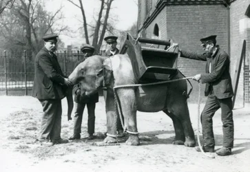 Los cuidadores Jack Milbourne, H Robertson y Thomas entrenan a un joven elefante asiático, zoológico de Londres, mayo de 1922