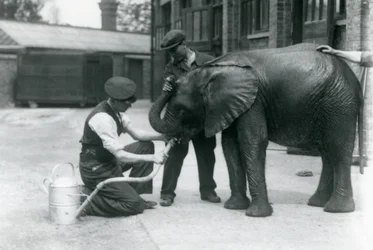Cuidadores ayudando al joven elefante africano Kiberenge a beber de una manguera en el Zoológico de Londres, julio de 1924