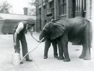 Los cuidadores ayudan al joven elefante africano Kiberenge a beber de una manguera que se ha conectado a una regadera, zoológico de Londres, julio de 1924
