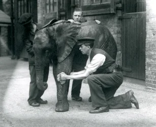 Cuidadores aceitando la piel del joven elefante africano Kiberenge en el Zoológico de Londres, julio de 1924