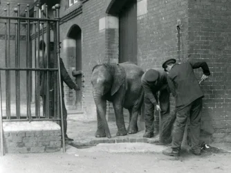 Cuidadores con el joven elefante africano Kiberenge, Zoológico de Londres, 1924
