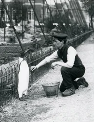 Pingüino Rey, siendo lavado por el cuidador Harry Munro, con una esponja en el Zoológico de Londres, mayo de 1914. Munro murió en la Primera Guerra Mundial, habiendo servido en el ejército, en dirigibles y en patrullas antisubmarinas