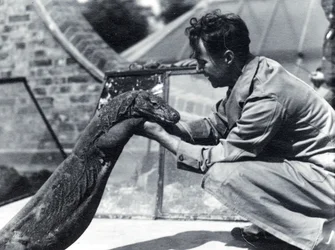 Dragón de Komodo Sumbawa con el cuidador H. Alec Budd, 1928
