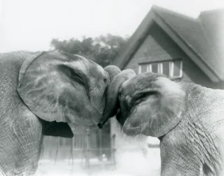 Elefante africano macho Kiberenge y elefante africano hembra Hango saludándose al entrelazar sus trompas en el Zoológico de Londres en octubre de 1927. Kiberenge fue presentado al Zoológico de Londres por S.E. Sir Horace Byatt