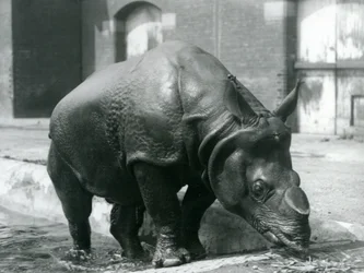 Rinoceronte indio macho Félix saliendo de su piscina en el Zoológico de Londres en 1928