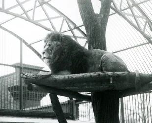 León macho, 