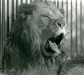 León macho, Abdullah, bosteza en su recinto en el Zoológico de Londres en 1925
