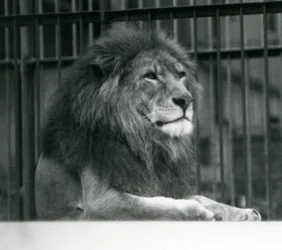 León macho 