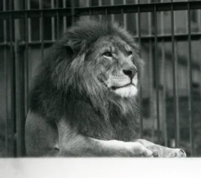 León macho Kuja acostado en su recinto en el Zoológico de Londres en enero de 1925