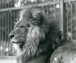 León macho Toto acostado en su recinto en el Zoológico de Londres en septiembre de 1927