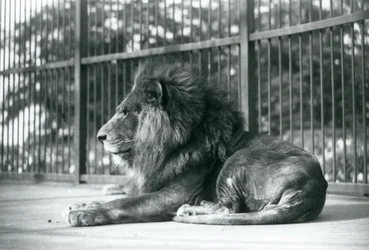 León macho Toto acostado en su recinto en el Zoológico de Londres en septiembre de 1927
