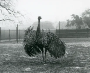 Exhibición de llamada de un Ñandú Mayor macho, Zoológico de Londres