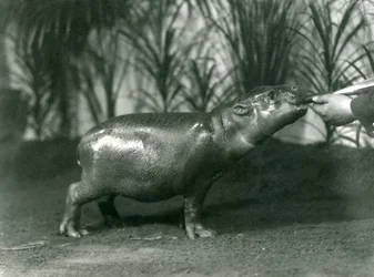 Percy, un joven hipopótamo pigmeo siendo alimentado a mano en el Zoológico de Londres, noviembre de 1923
