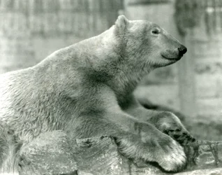Oso Polar Sam Descansando en las Rocas en las Terrazas Mappin, Zoológico de Londres, antes de 1930