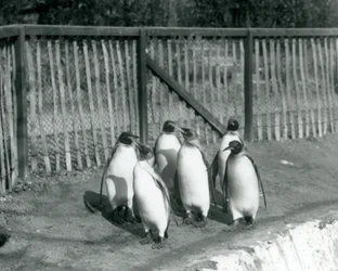 Seis pingüinos rey caminando junto a su piscina en el Zoológico de Londres en 1927