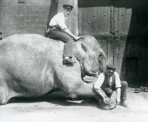 Sundermalah teniendo su pie delantero recortado por un cuidador, con una lima, mientras otro se sienta en su espalda, Zoológico de Londres, agosto de 1926