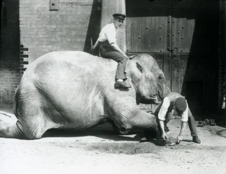 Sundermalah teniendo su pie delantero recortado por un cuidador, con una lima, mientras otro se sienta en su espalda, Zoológico de Londres, 1926