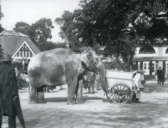 Syed Ali montando a Indiarani detrás de una carretilla, Zoológico de Londres, octubre de 1925