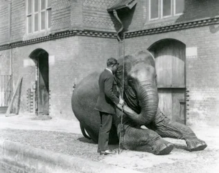 Syed Ali, entrenando a Indiarani frente a la Casa de los Elefantes, Zoológico de Londres, agosto de 1923