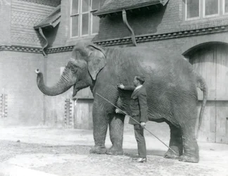 Syed Ali, entrenando a Indiarani frente a la Casa de los Elefantes, Zoológico de Londres, agosto de 1923