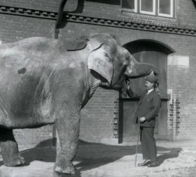 Syed Ali entrenando a Indiarani frente a la Casa de los Elefantes, Zoológico de Londres, octubre 1925