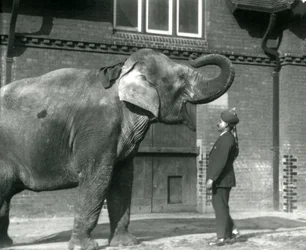 Syed Ali entrenando a Indiarani frente a la Casa de los Elefantes, Zoológico de Londres, octubre de 1925