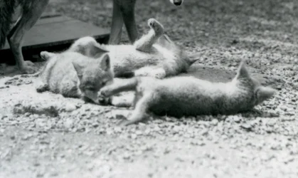 Tres cachorros de coyote rodando en el suelo, a los pies de su madre, Zoológico de Londres