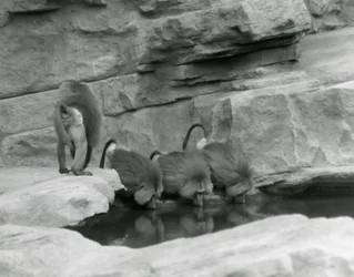 Tres babuinos sagrados beben de una piscina en su recinto rocoso mientras un cuarto se aleja, Zoológico de Londres, junio de 1925