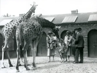 Tres damas con tres niños pequeños visitan la Jirafa en su corral fuera de la Casa de la Jirafa, Zoológico de Londres, julio de 1926