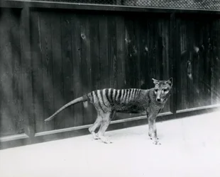 Lobo de Tasmania en el Zoológico de Londres, antes de 1930