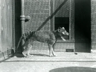 Tilacino/Lobo de Tasmania en el zoo de Londres en agosto de 1926