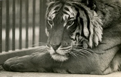 Tigre Sam en el Zoológico de Londres, 1925