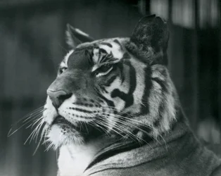 Tigresa Sally en el Zoológico de Londres en 1927