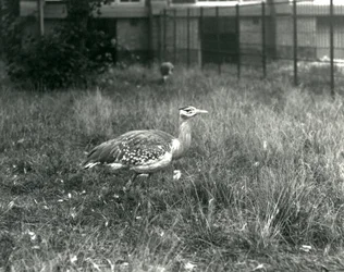 Dos avutardas árabes en su recinto en el Zoológico de Londres, septiembre de 1927