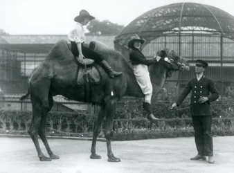 Dos vaqueras posan sobre un camello bactriano, que es sostenido por su cuidador, durante una visita al zoológico de Londres en 1924