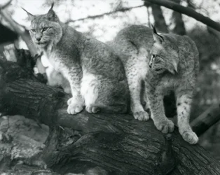 Dos linces boreales, uno sentado y otro de pie, en una rama, Zoológico de Londres, octubre de 1925