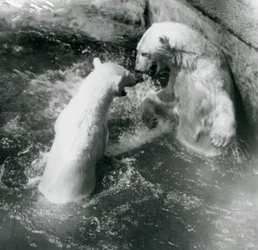 Dos osos polares juegan en su piscina. Zoológico de Londres en 1926