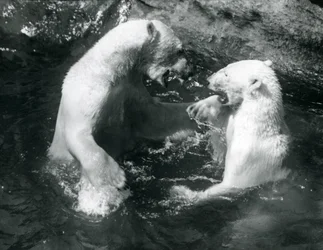 Dos Osos Polares jugando en su piscina en el Zoológico de Londres en 1926