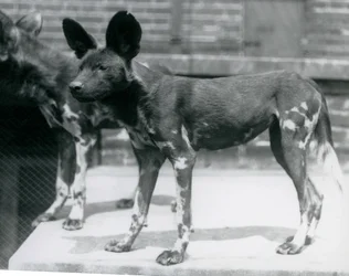 Dos perros salvajes somalíes en el Zoológico de Londres, julio de 1925