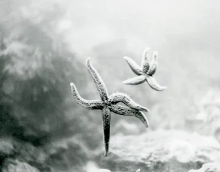 Dos estrellas de mar, en el vidrio del acuario, mostrando sus partes inferiores en el Zoológico de Londres en marzo de 1925