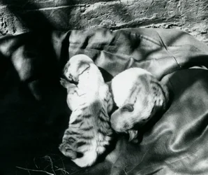 Dos cachorros de hiena rayada en el zoológico de Londres, c.1914