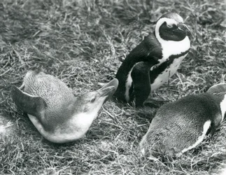 Dos pingüinos africanos juveniles y uno adulto en el Zoológico de Londres, abril de 1925