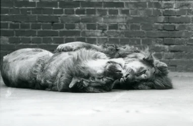 Dos leones acostados durmiendo con sus patas alrededor del otro, Zoológico de Londres