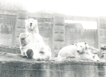 Dos osos polares en el Zoológico de Londres, 1927