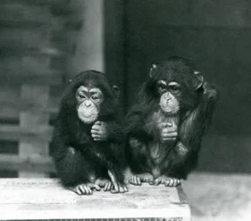 Dos jóvenes chimpancés sentados en una caja de madera, Zoológico de Londres