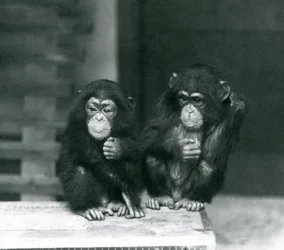 Dos jóvenes chimpancés sentados en una caja de madera, Zoológico de Londres, 1924
